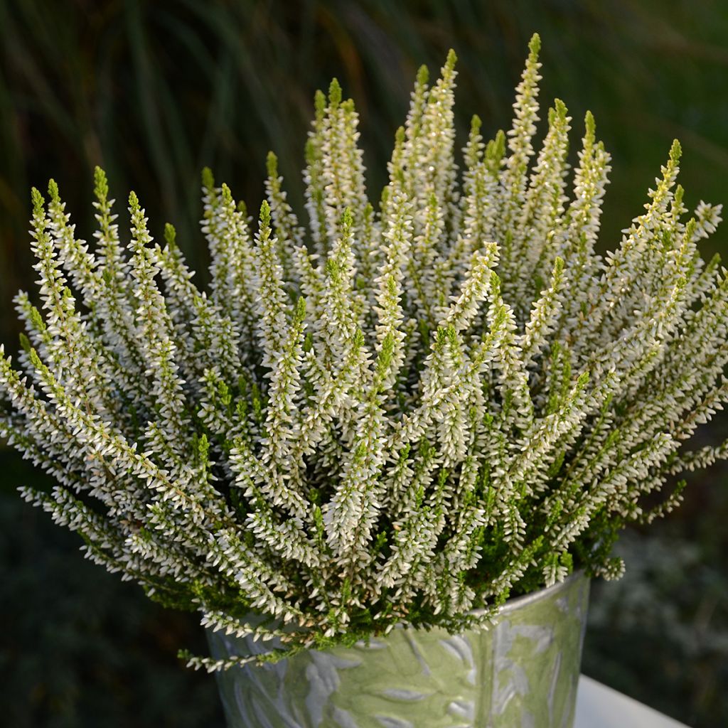 Calluna vulgaris Garden Girls Sarah - Brugo