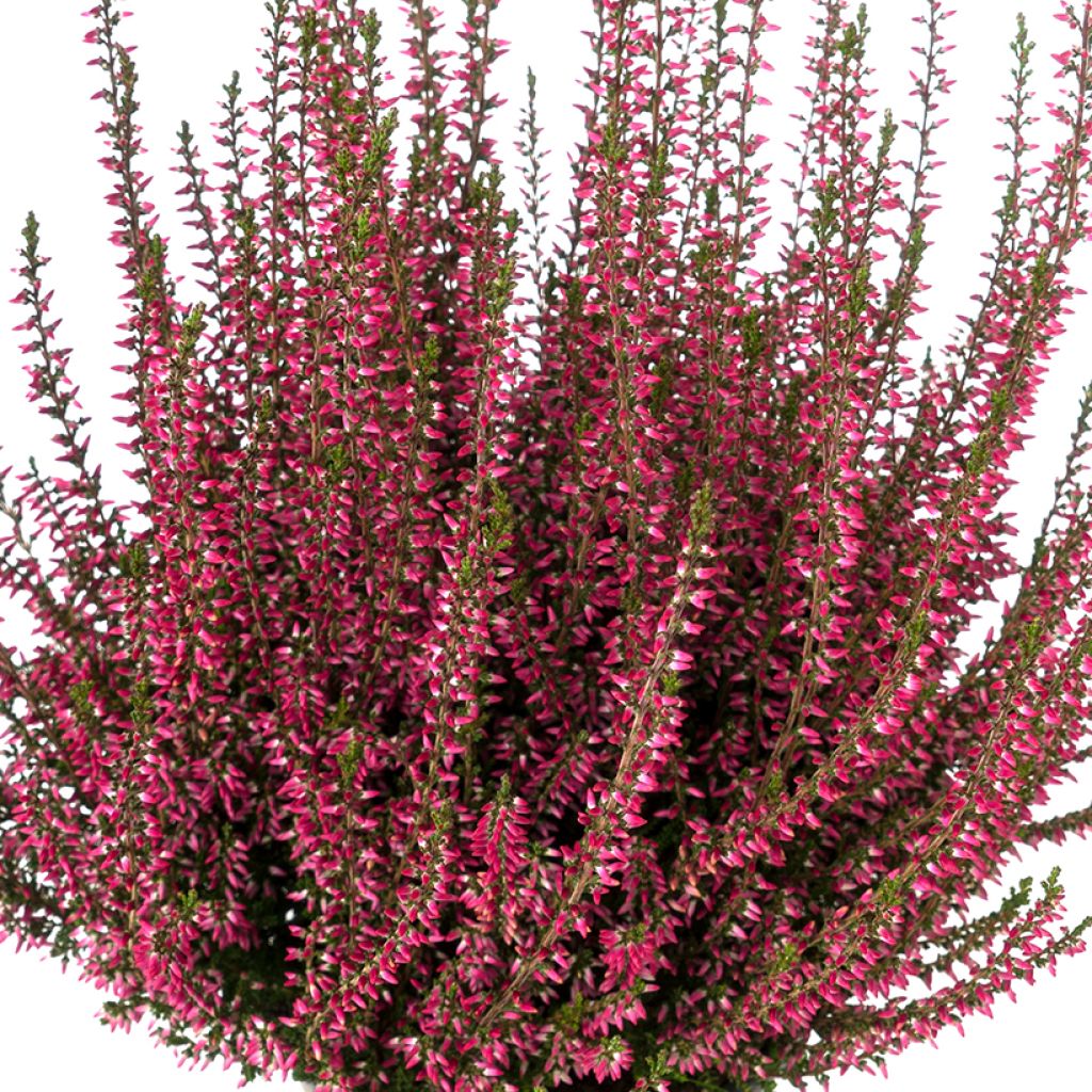 Calluna vulgaris Garden Girls Selma - Brugo