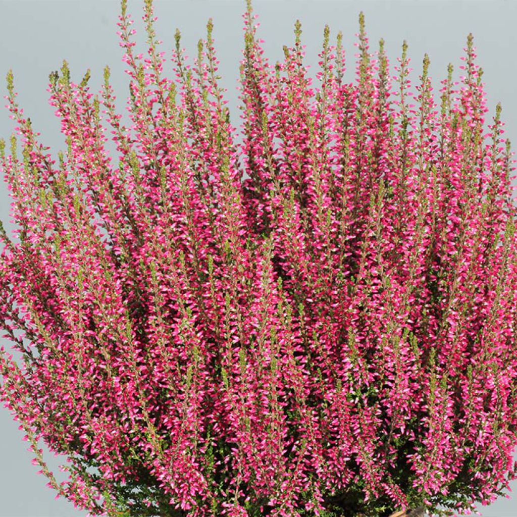 Calluna vulgaris Garden Girls Selma - Brugo