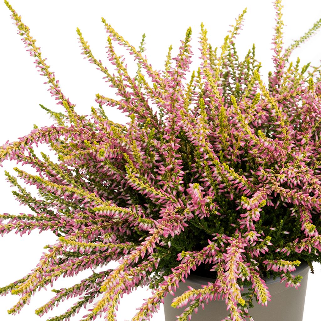 Calluna vulgaris Garden Girls Theresa - Brugo