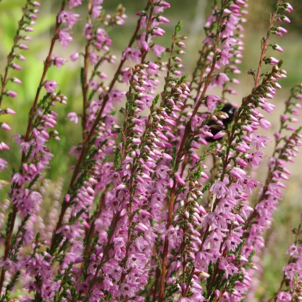 Bruyère d'été - Calluna vulgaris Tib