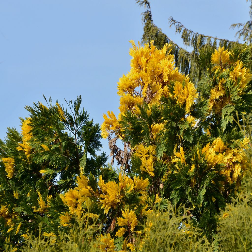 Calocedrus decurrens Aureovariegata - Cedro della California