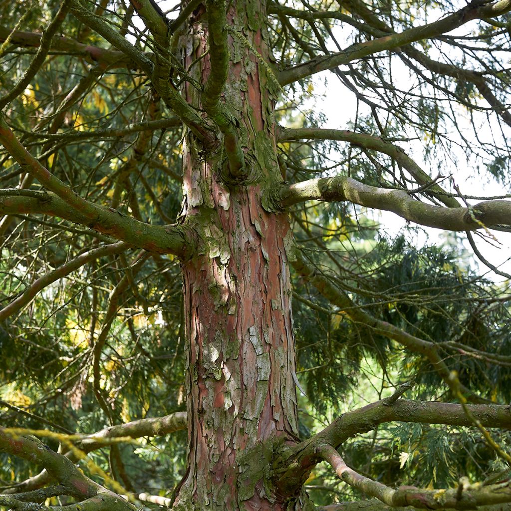 Calocedrus decurrens Aureovariegata - Cedro della California