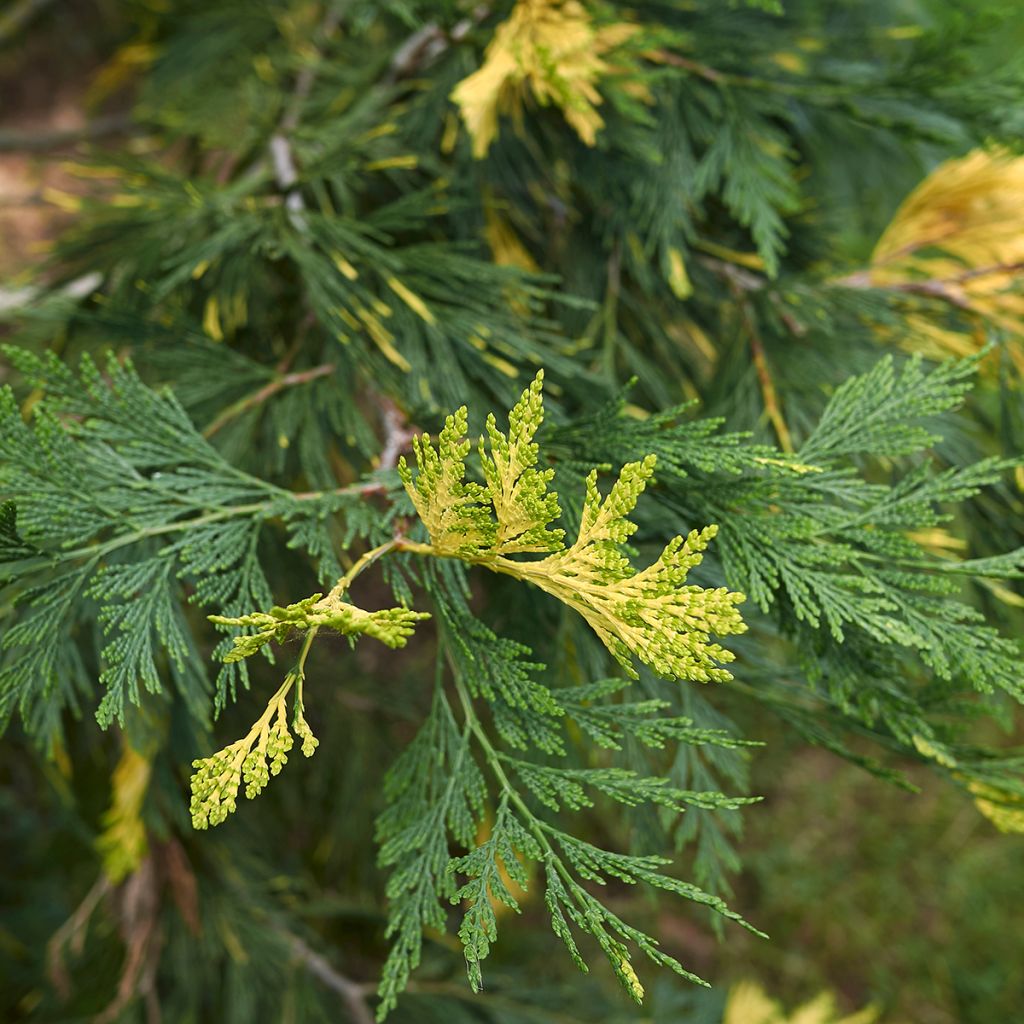 Calocedrus decurrens Aureovariegata - Cedro della California