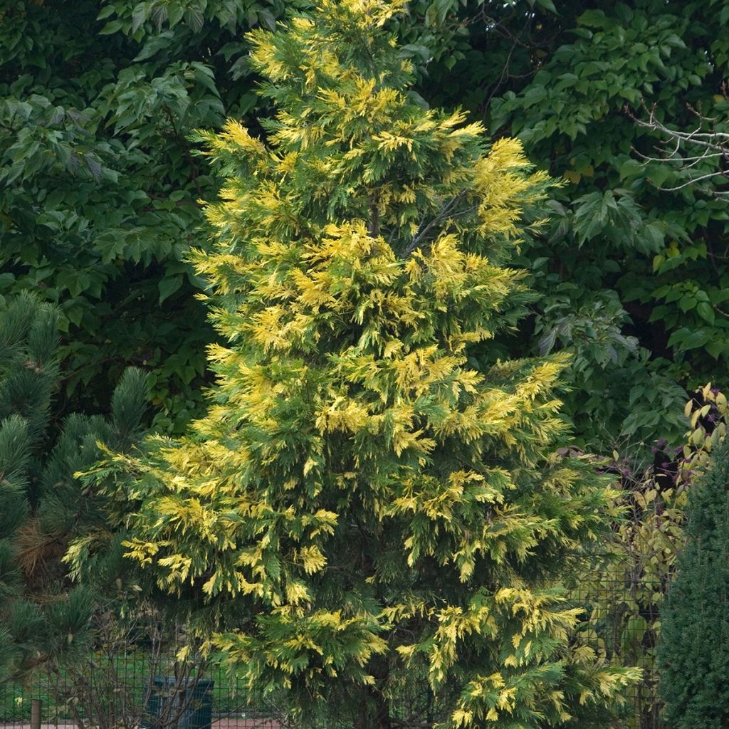 Calocedrus decurrens Aureovariegata - Cedro della California