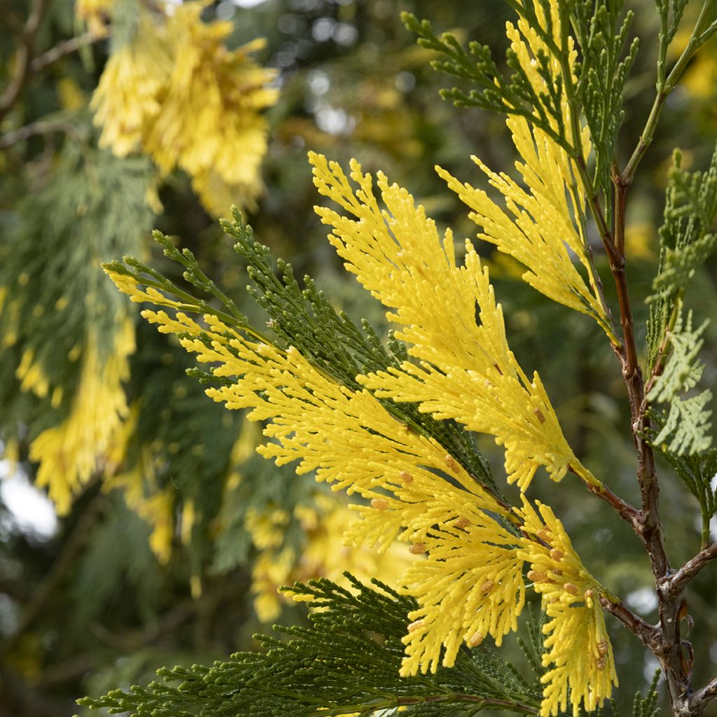 Calocedrus decurrens Aureovariegata - Cedro della California