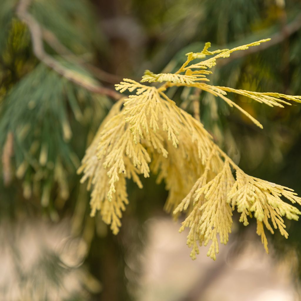 Calocedrus decurrens Aureovariegata - Cedro della California