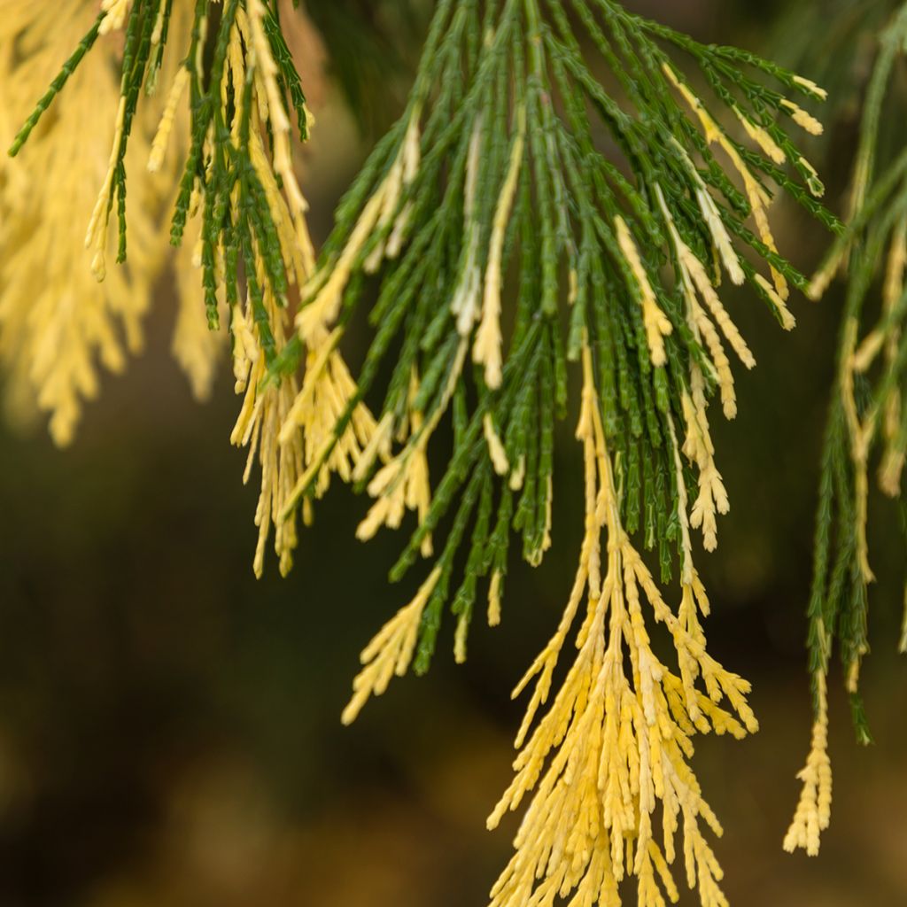 Calocedrus decurrens Aureovariegata - Cedro della California