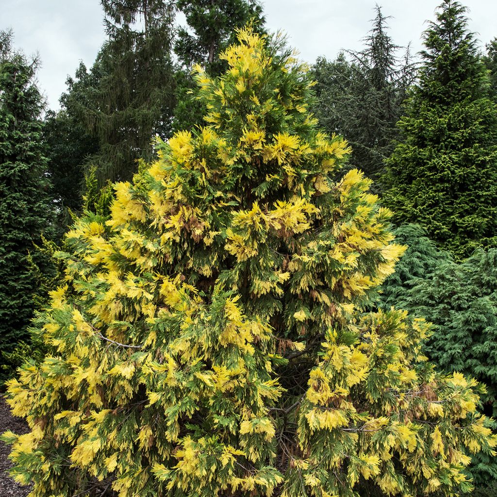 Calocedrus decurrens Aureovariegata - Cedro della California