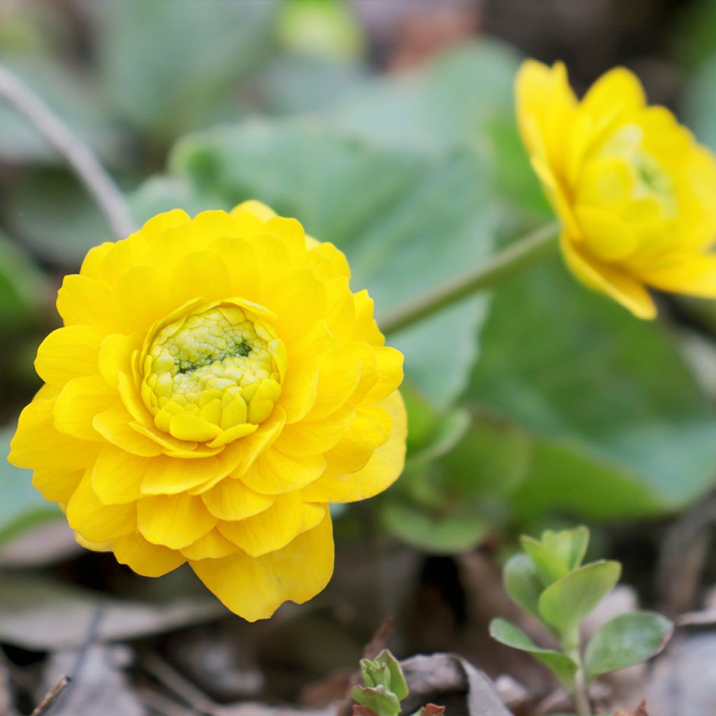 Caltha palustris Plena - Calta palustre