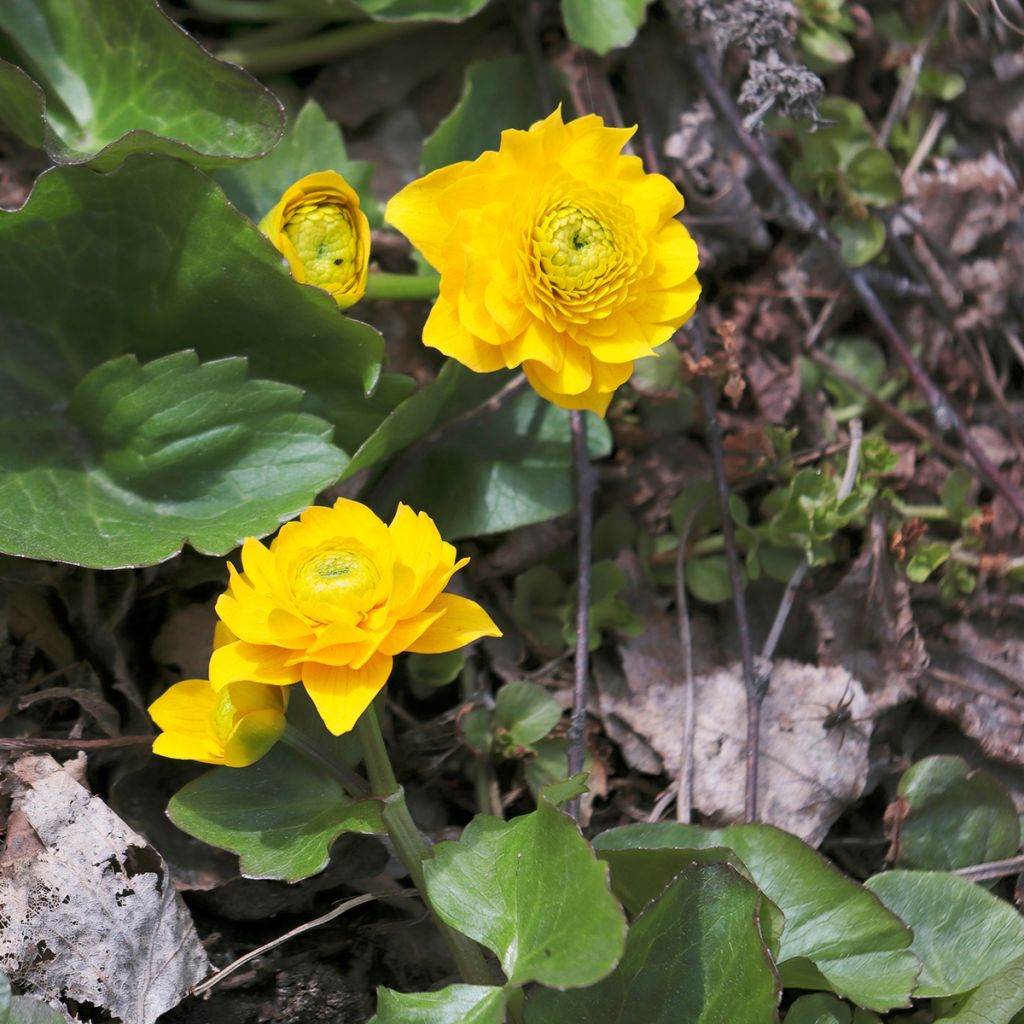 Caltha palustris Plena - Calta palustre