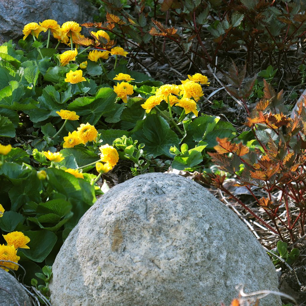 Caltha palustris Plena - Calta palustre