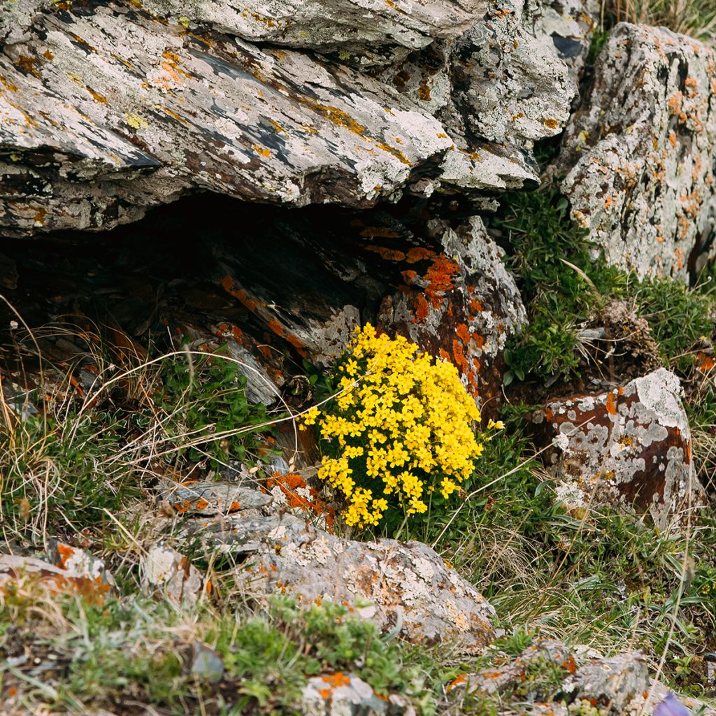 Caltha palustris Polypetala - Calta palustre