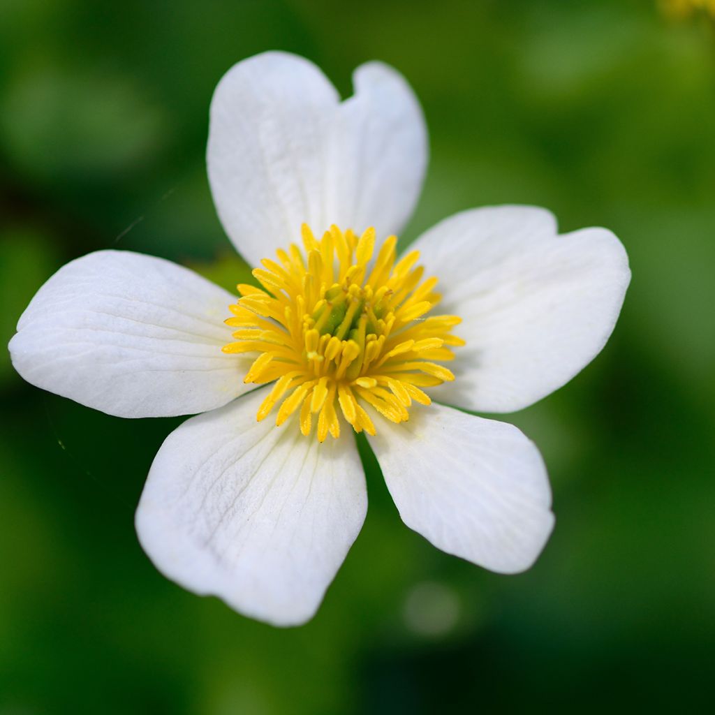 Caltha palustris var. alba - Calta palustre