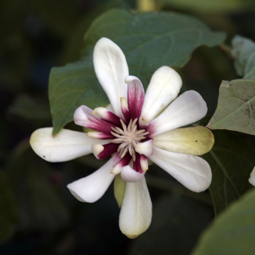 Calycanthus raulstonii Venus - Calicanto