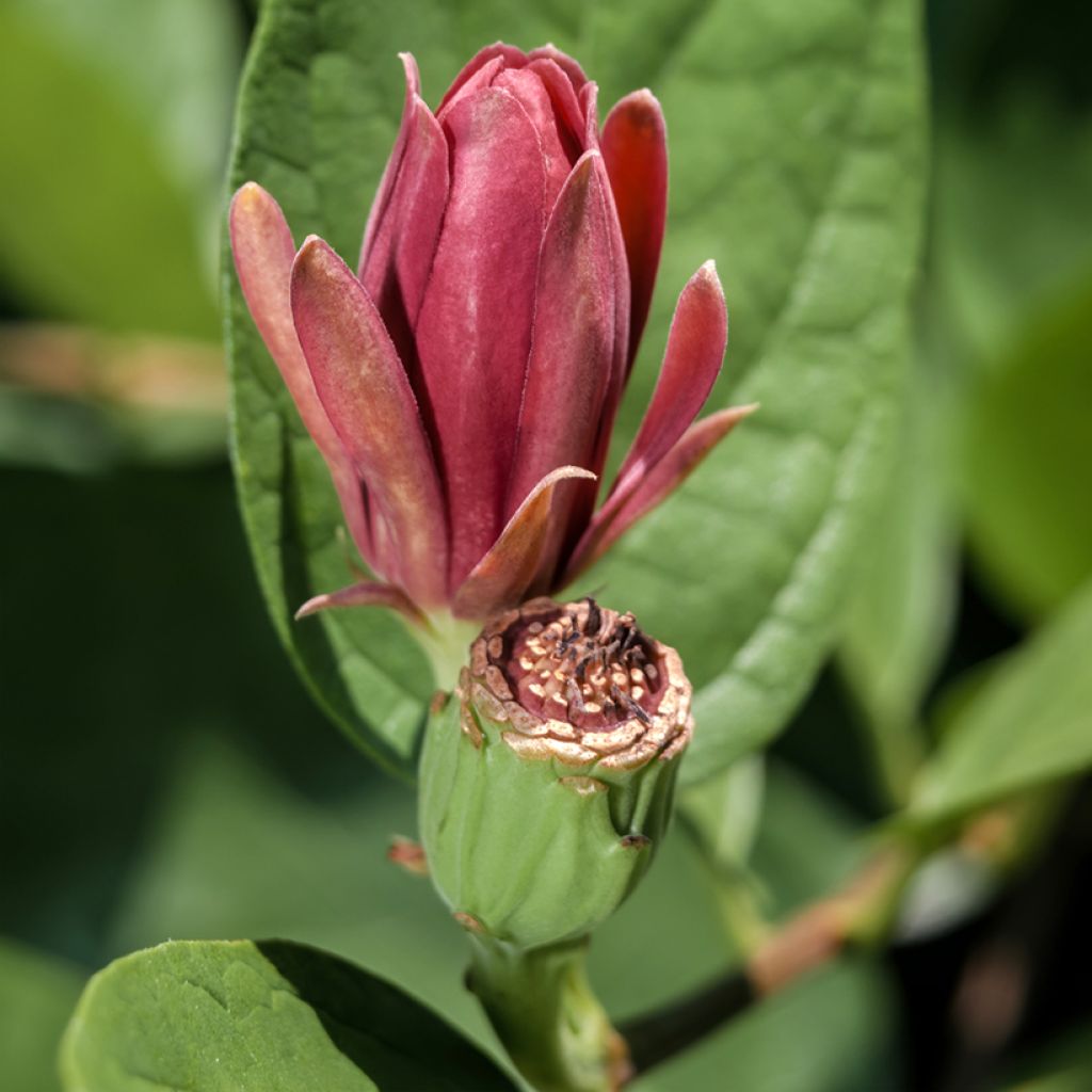 Calycanthus floridus - Calicanto d'Estate