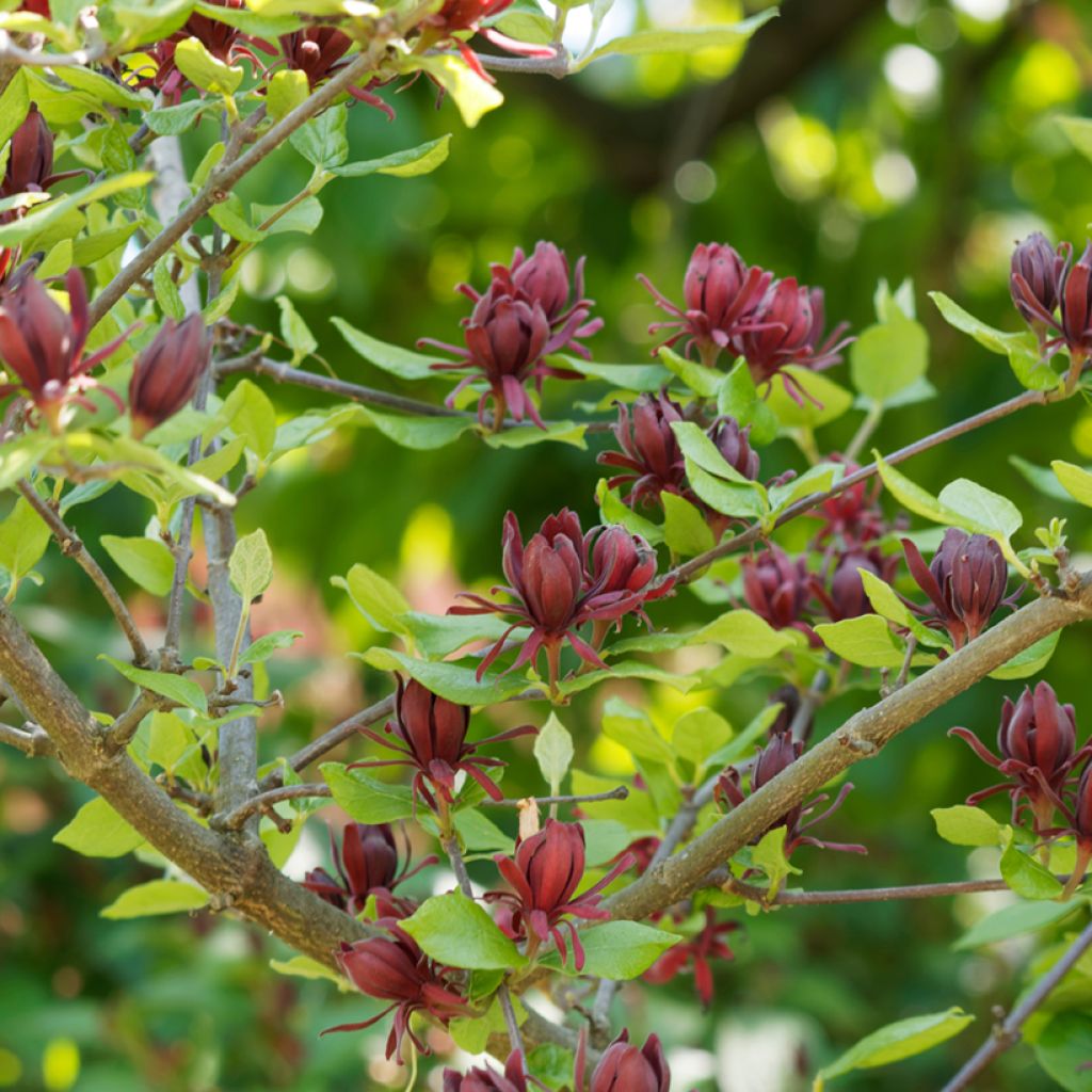 Calycanthus floridus - Calicanto d'Estate