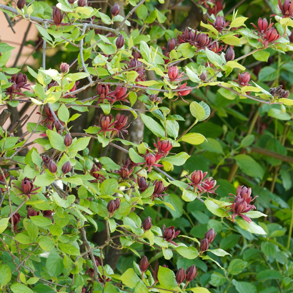 Calycanthus floridus - Calicanto d'Estate