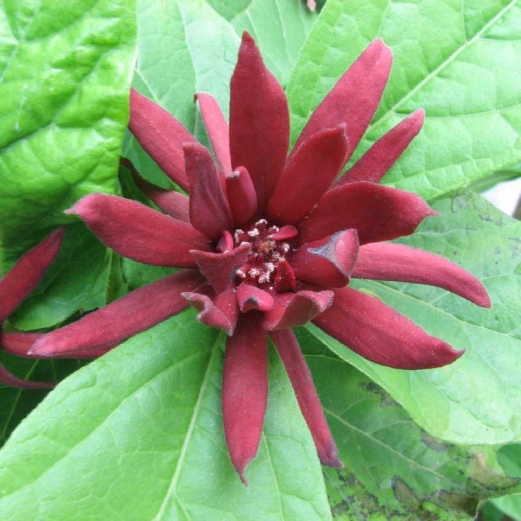 Calycanthus floridus - Calicanto d'Estate