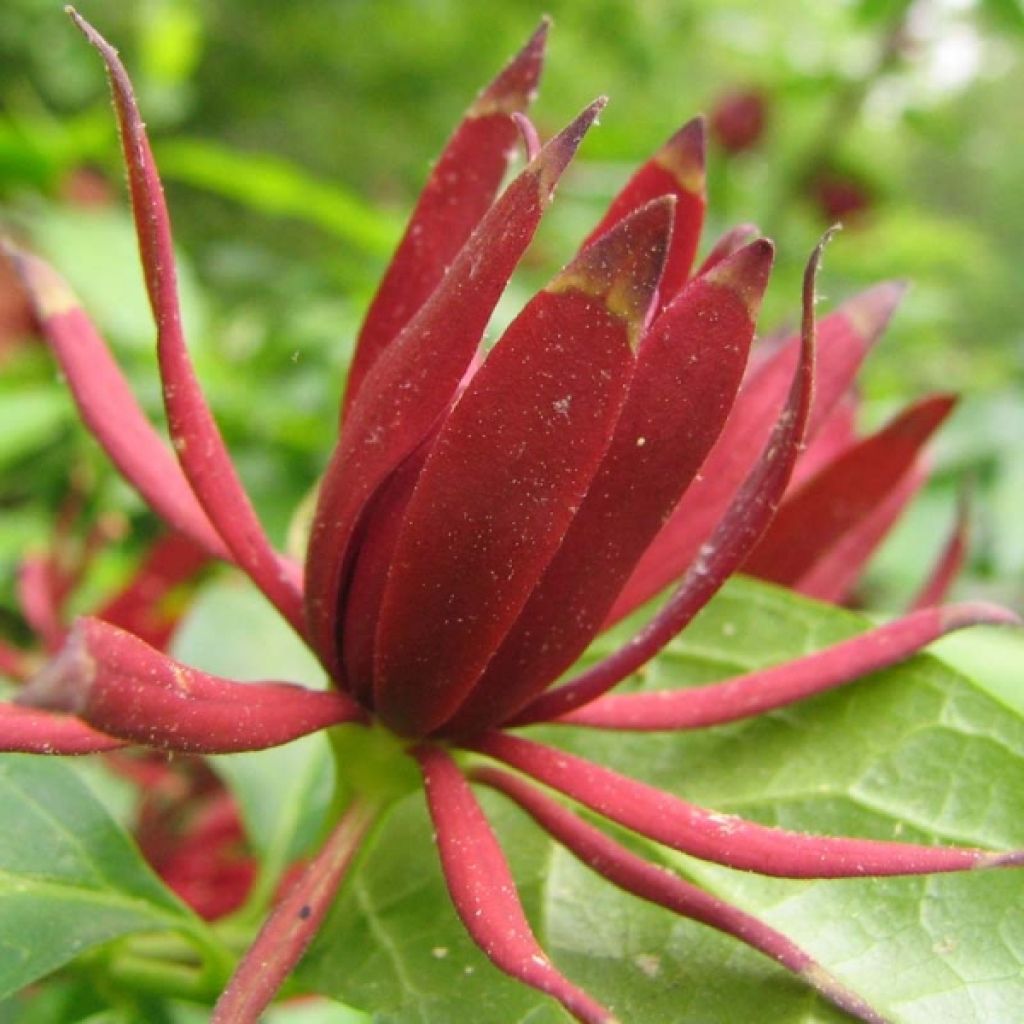 Calycanthus floridus - Calicanto d'Estate