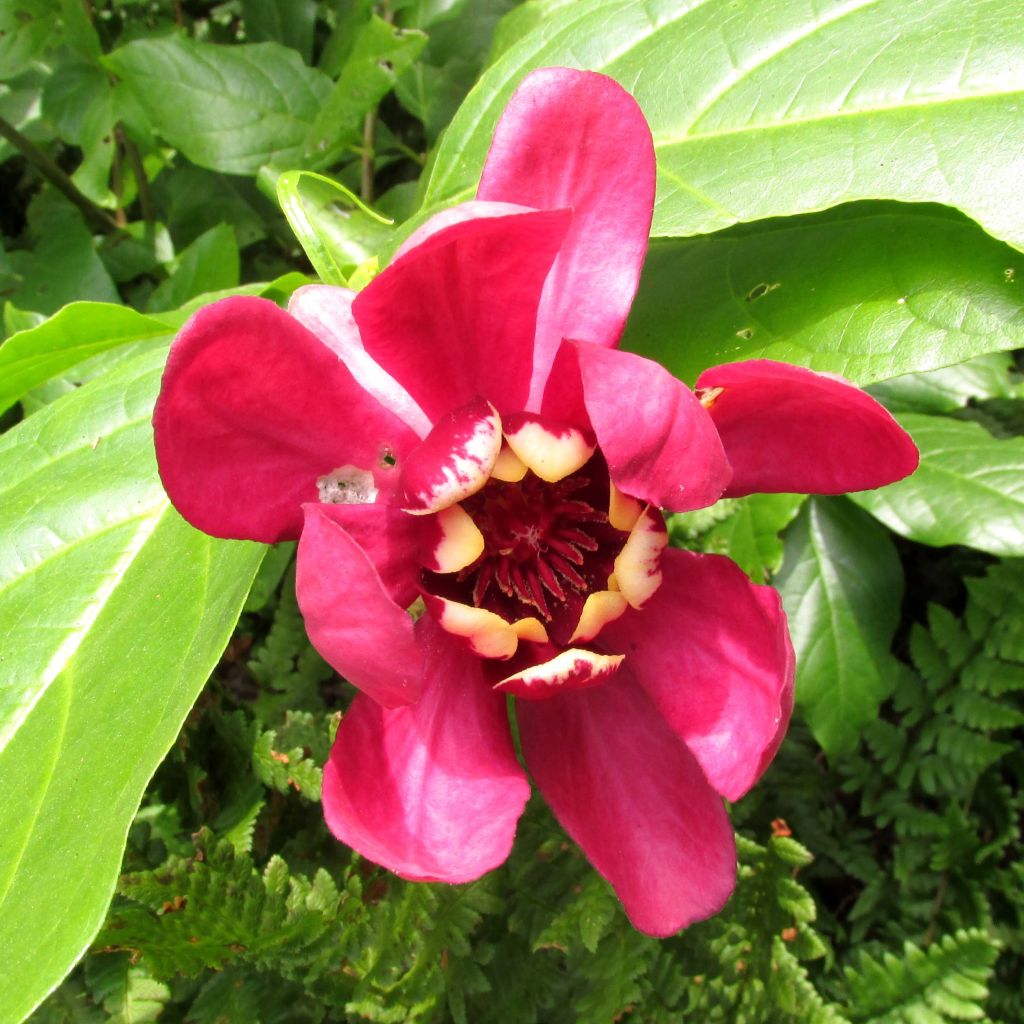 Calycanthus raulstonii Aphrodite - Calicanto