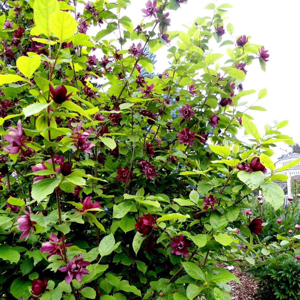 Calycanthus raulstonii Aphrodite - Calicanto