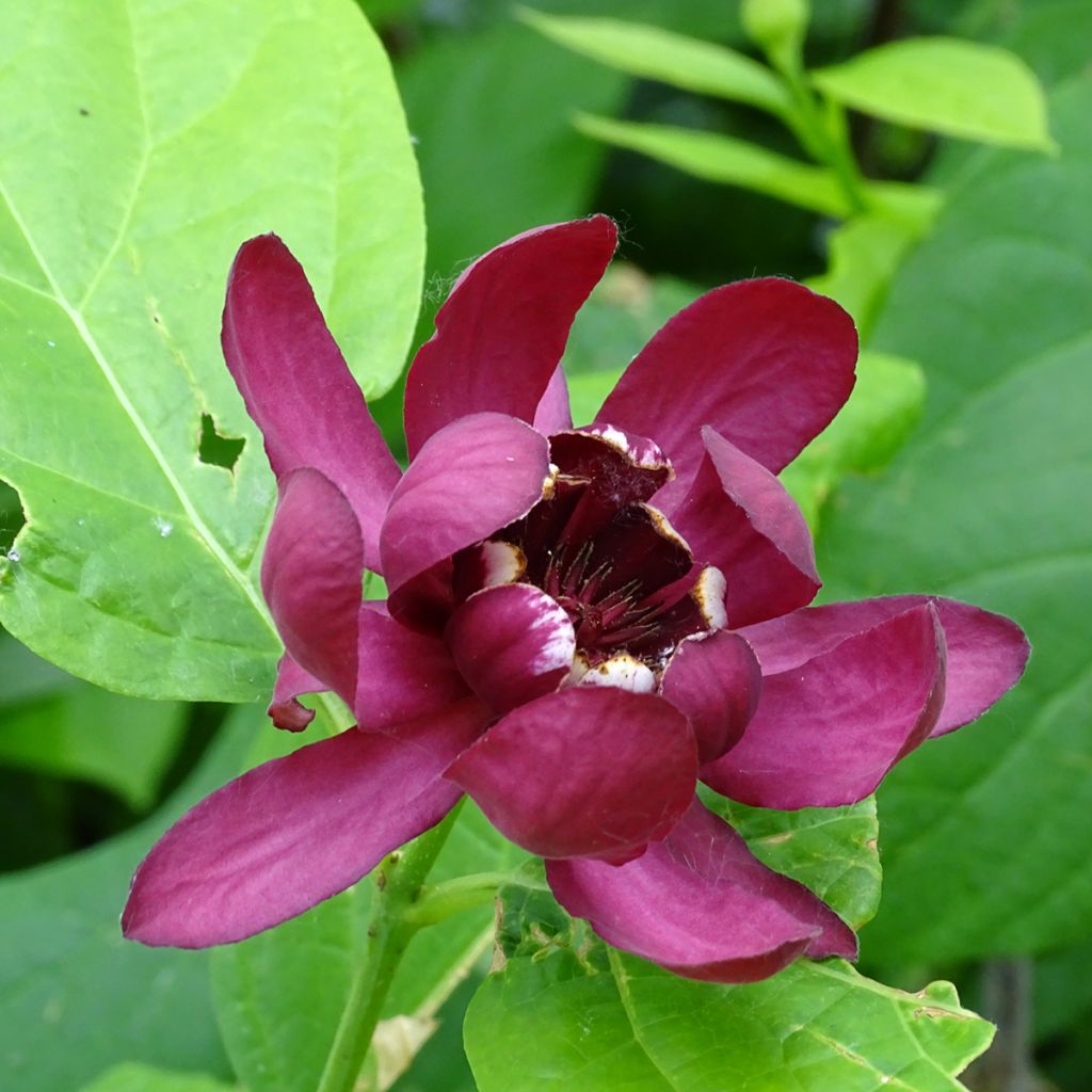 Calycanthus raulstonii Aphrodite - Calicanto