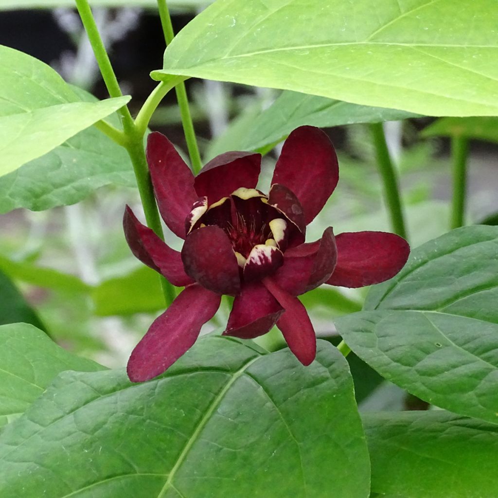 Calycanthus raulstonii Aphrodite - Calicanto