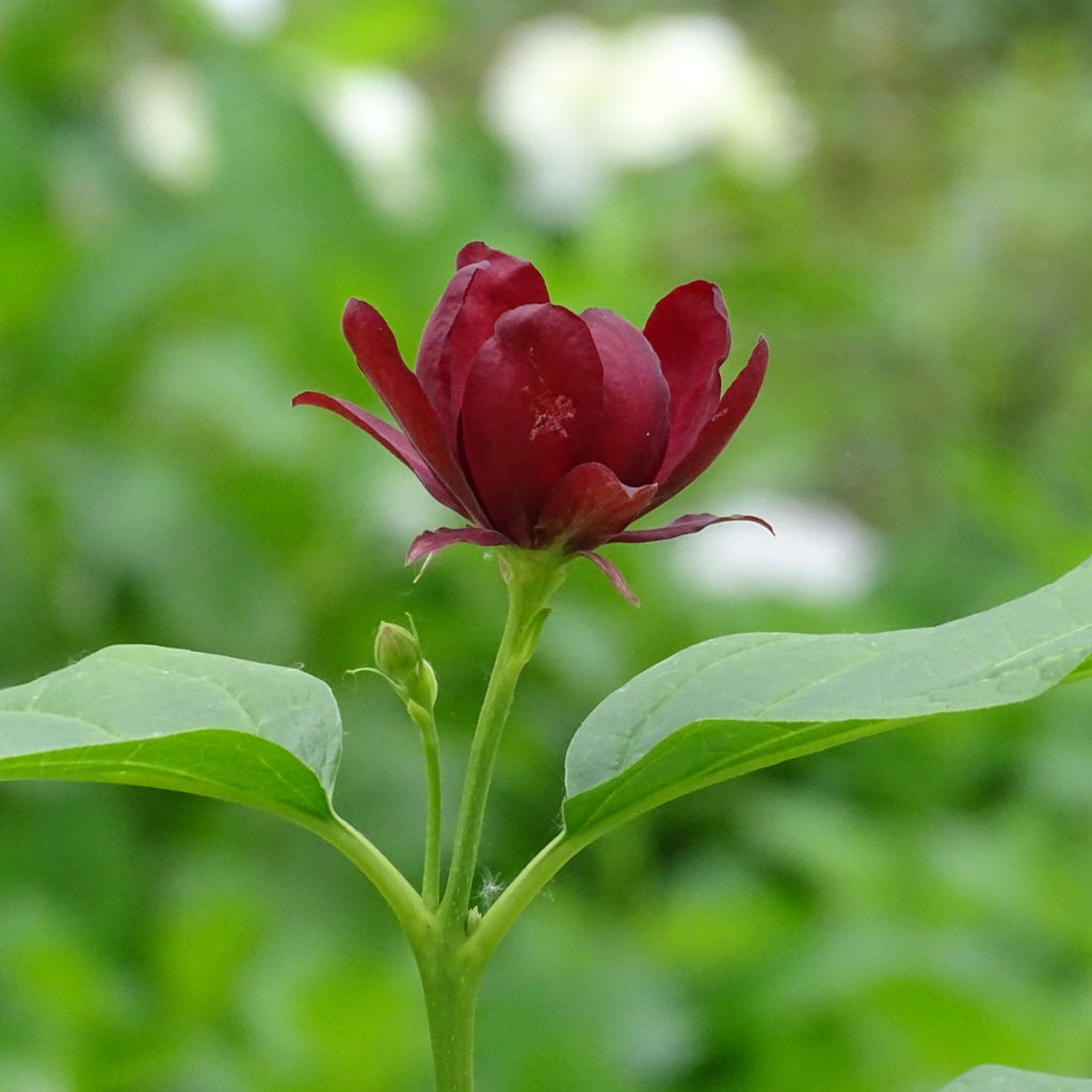 Calycanthus raulstonii Aphrodite - Calicanto