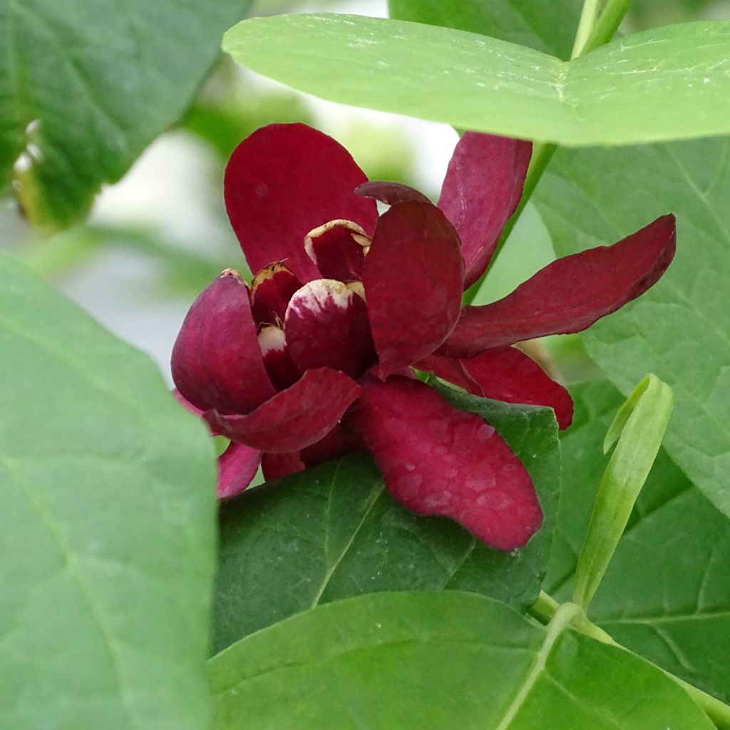 Calycanthus raulstonii Aphrodite - Calicanto