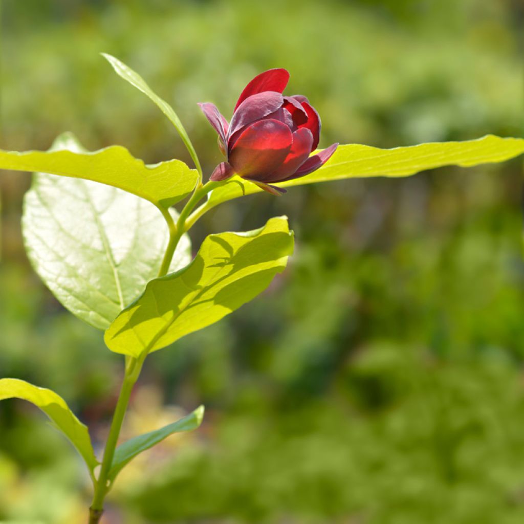 Calycanthus raulstonii Aphrodite - Calicanto