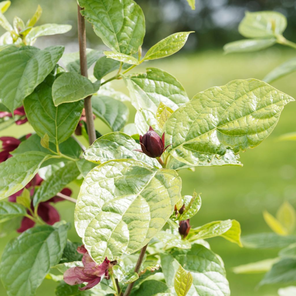 Calycanthus raulstonii Aphrodite - Calicanto