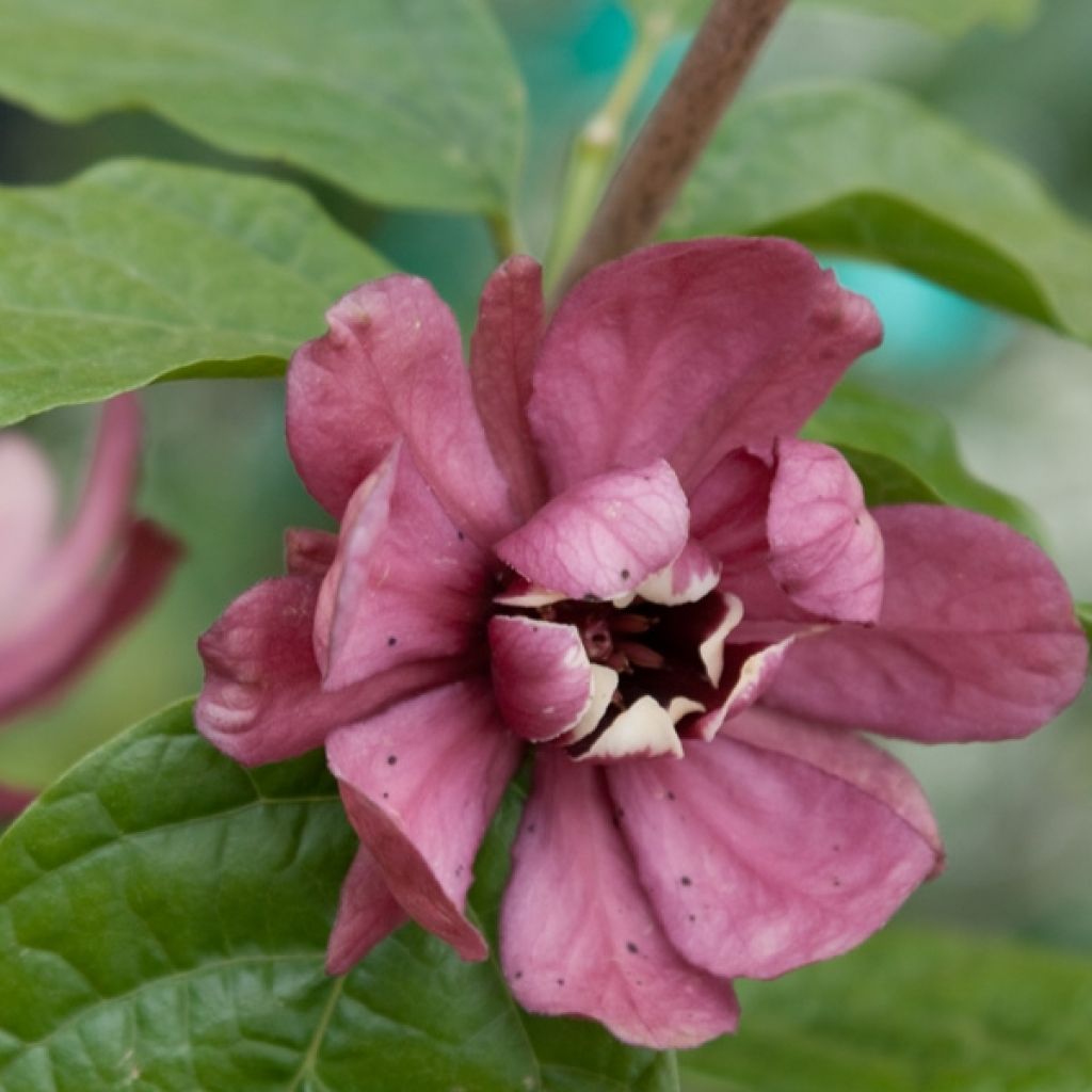 Calycanthus raulstonii Hartlage Wine - Calicanto