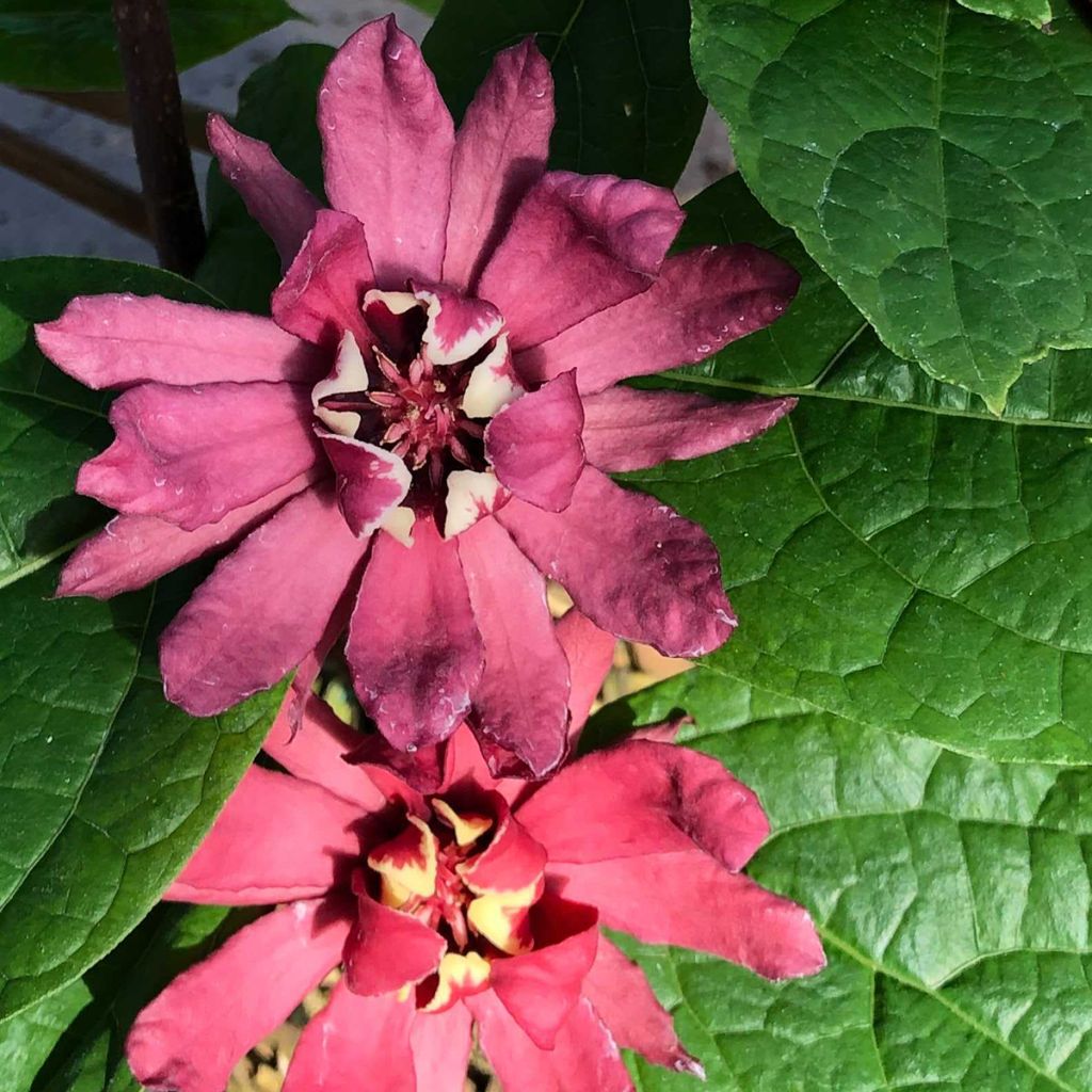 Calycanthus raulstonii Hartlage Wine - Calicanto