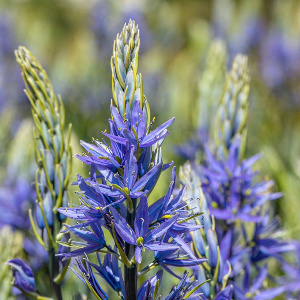 Camassia leichtlinii Caerulea