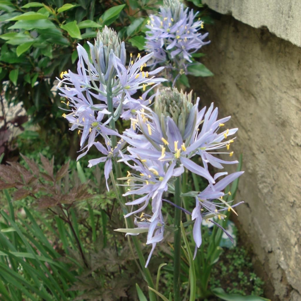 Camassia Zwanenburg Wisteria Blue