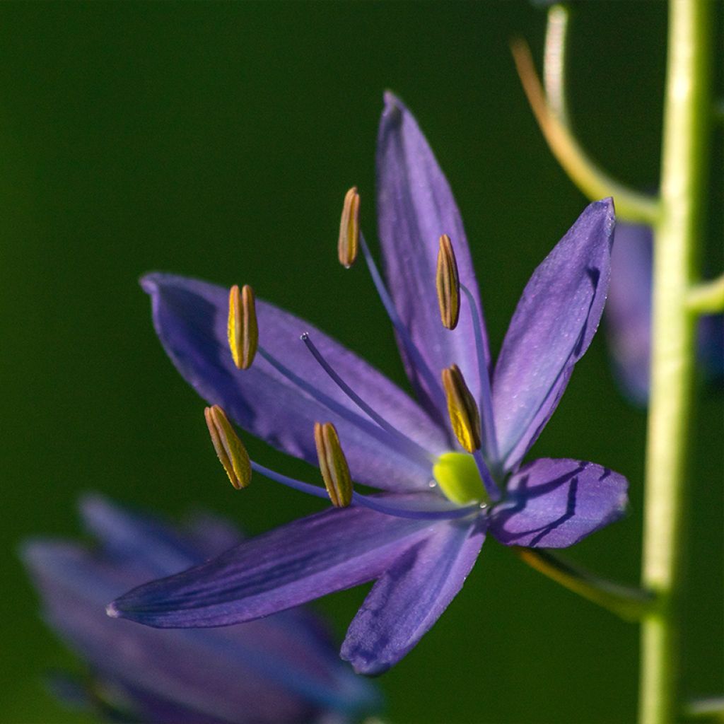 Camassia quamash