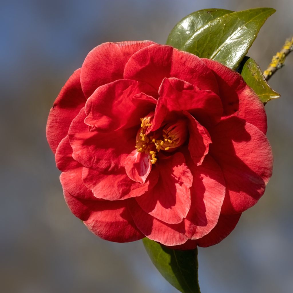 Camellia japonica Adolphe Audusson