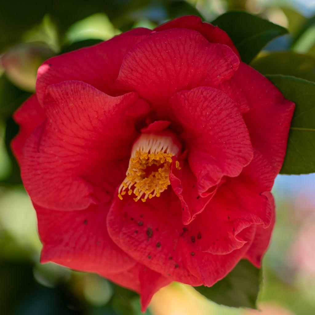 Camellia japonica Adolphe Audusson