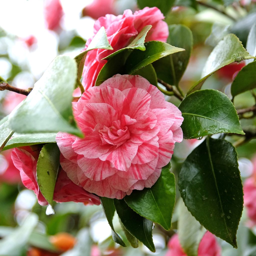 Camellia japonica Comte de Gomer