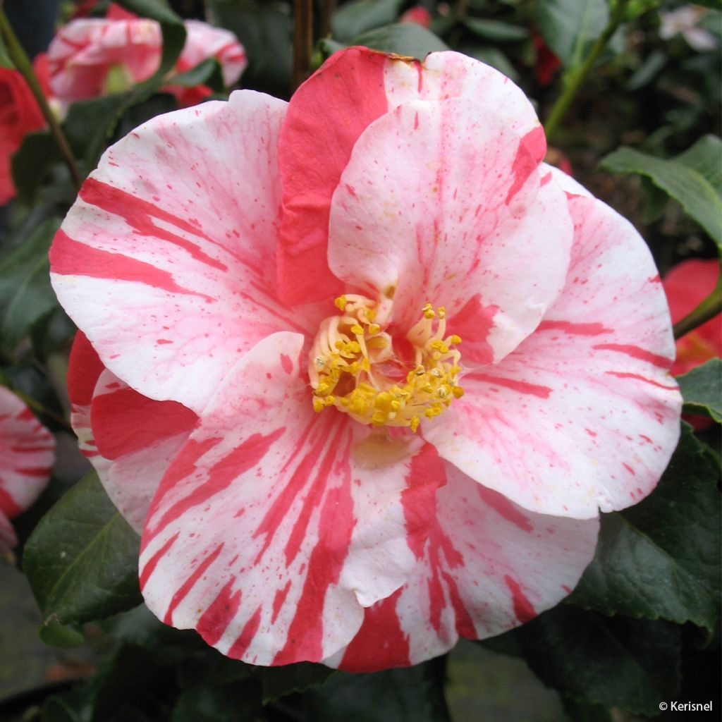 Camellia japonica Dainty California