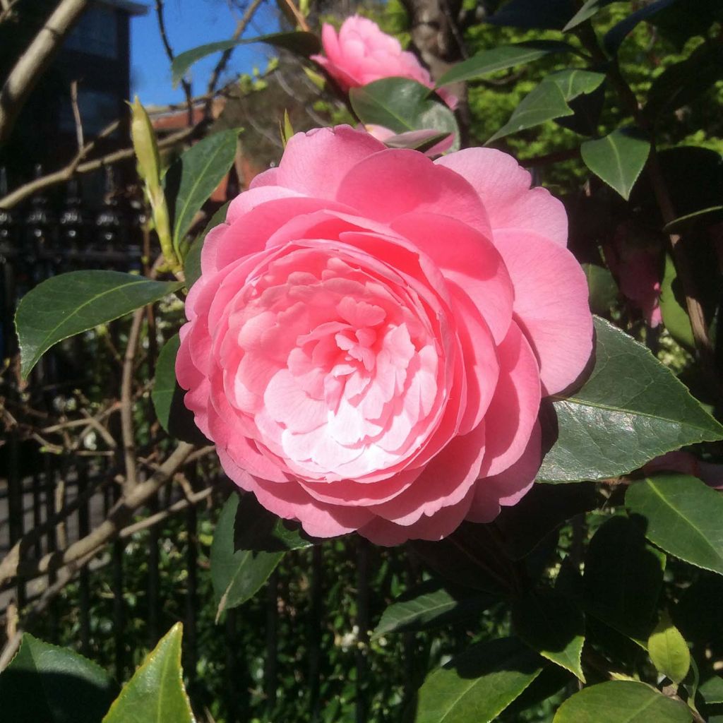 Camellia williamsii EG Waterhouse