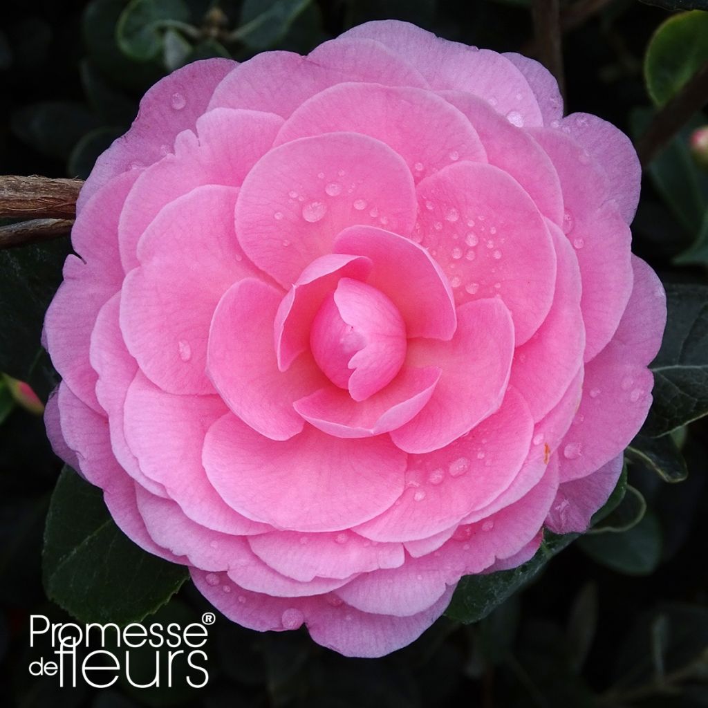 Camellia williamsii EG Waterhouse