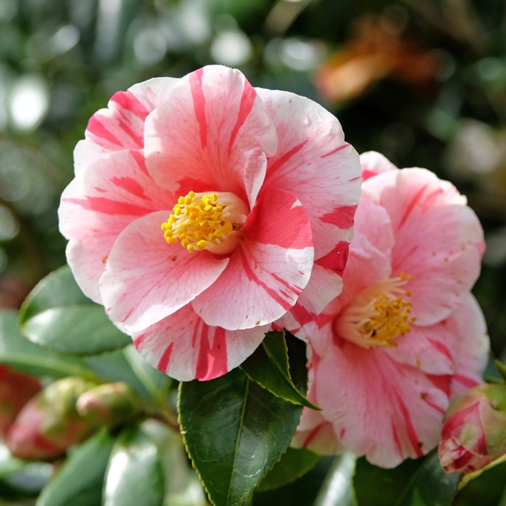 Camellia japonica Lady Vansittart