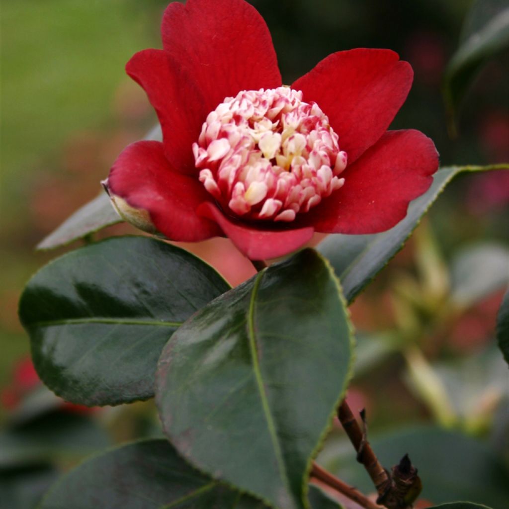 Camellia japonica Lipstick