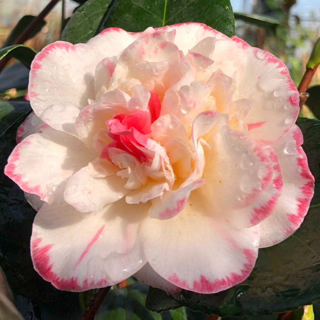 Camellia japonica Margaret Davis