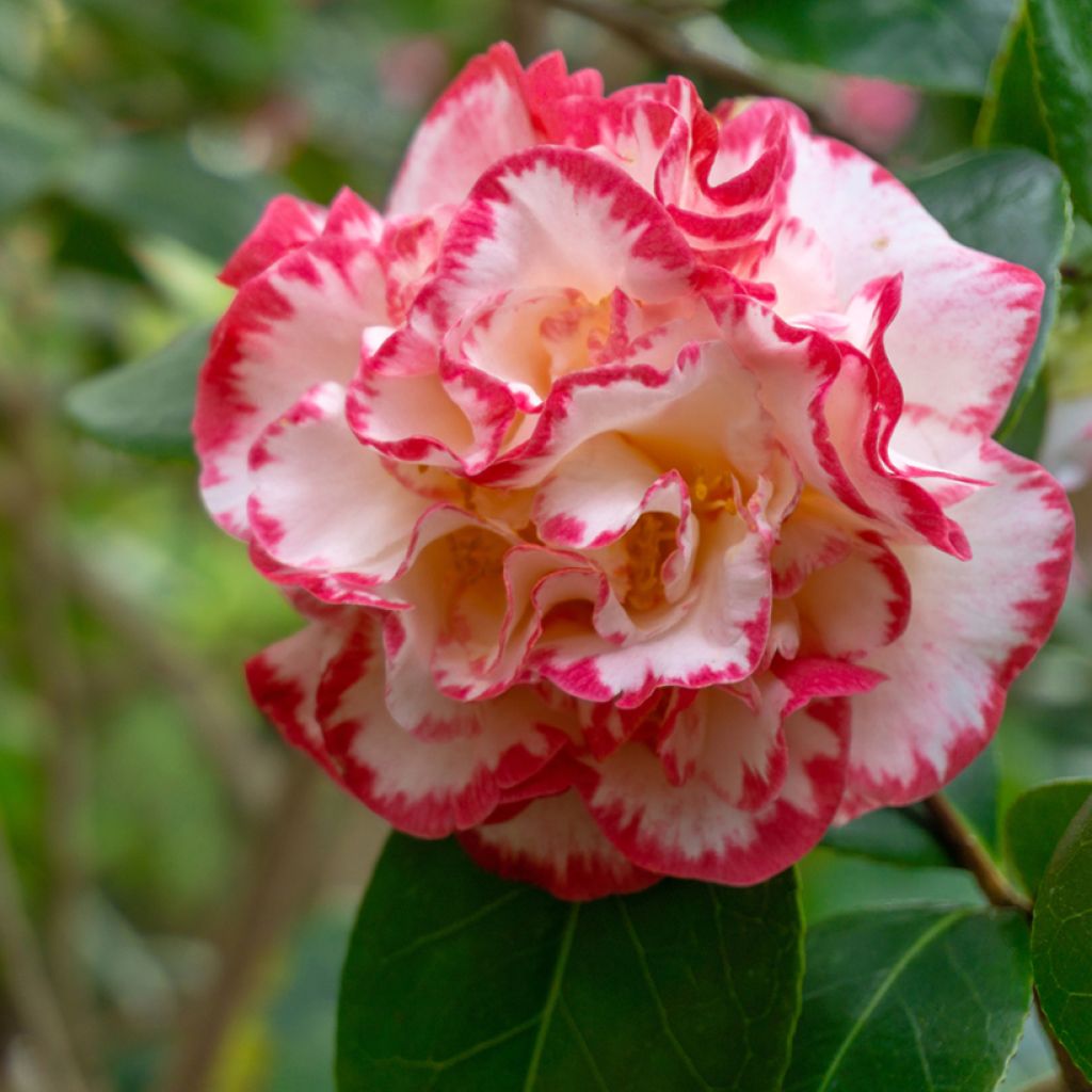 Camellia japonica Margaret Davis