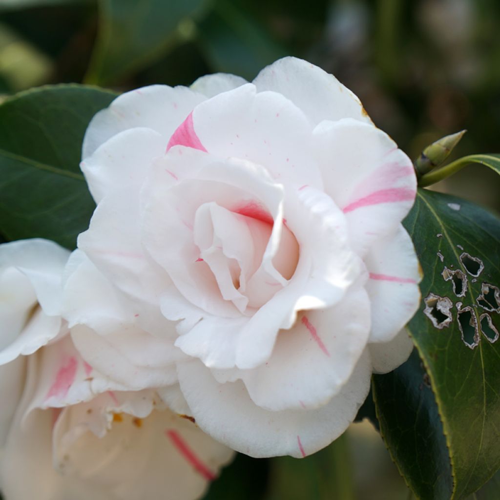 Camellia japonica Montironi