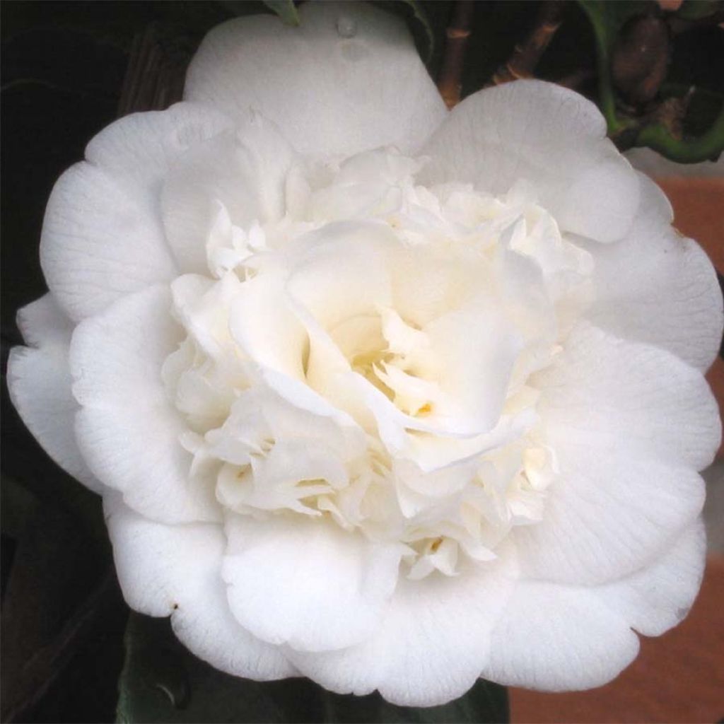 Camellia japonica Nobilissima