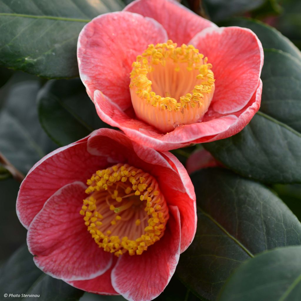 Camelia Sanpei Tsubaki - Camellia japonica